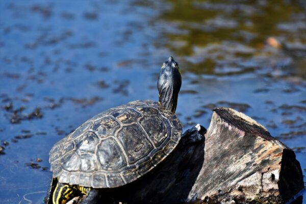 zelvy ralphs fotos turtles 7684374 1280