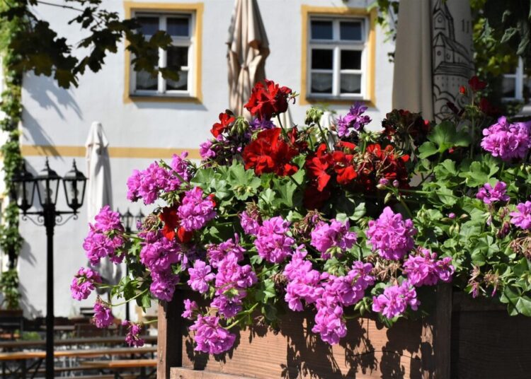 ritae geraniums 4325382 1280