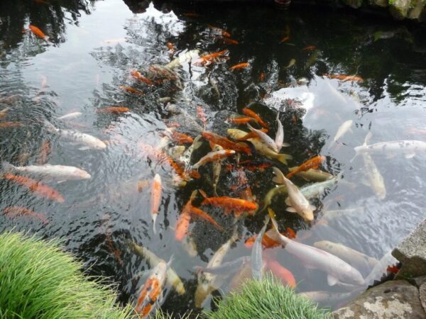 sandralina koi 2423630 1280 sandralina koi 2423630 1280