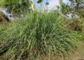 sarangib cymbopogon 272641 1280