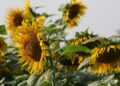 schreti sunflower 5194553 1280