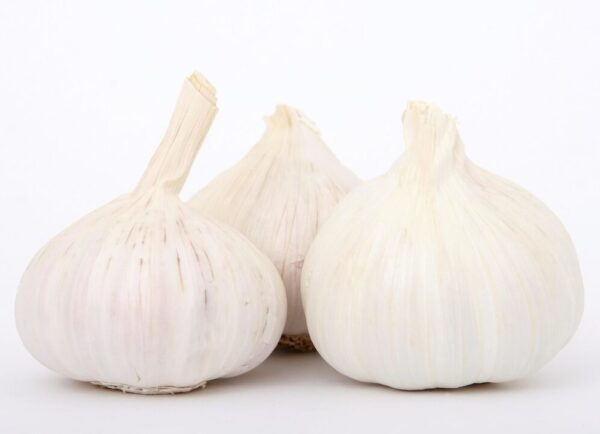 cesnek shutterbug26 garlic 1238337 1280