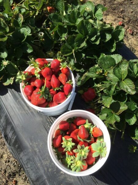 tolltraxx strawberries 1344751 1280