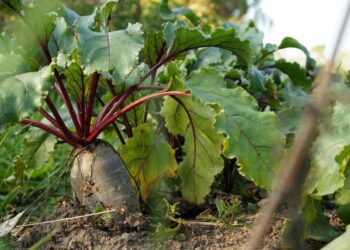villemononen beet 4470670 1280