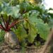 villemononen beet 4470670 1280
