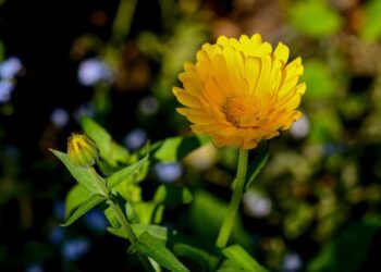 walter46 marigold 4308726 1280