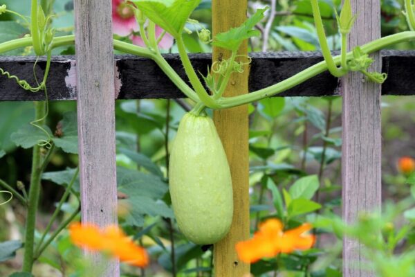 cukety zoosnow zucchini 2166696 1280