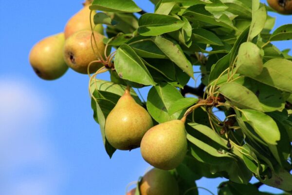 alicja pears 3551584 1280