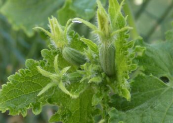 andyfaeth cucumbers 3535428 1280