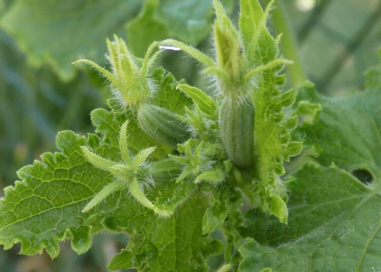andyfaeth cucumbers 3535428 1280