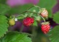 angelinaelv wild strawberries 6313872 1280
