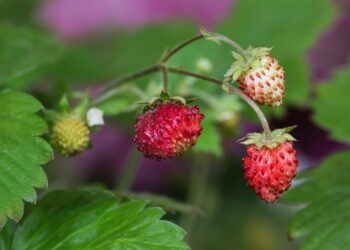 angelinaelv wild strawberries 6313872 1280