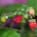 angelinaelv wild strawberries 6313872 1280