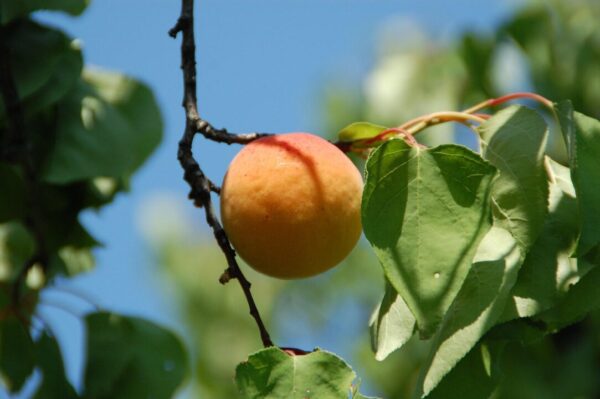 aquilatin apricot 167758 1280