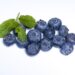 azzurrodesign blueberry 873785 1280
