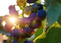 bru no grapes 3550742 1280