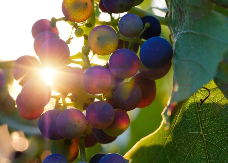 bru no grapes 3550742 1280
