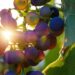 bru no grapes 3550742 1280
