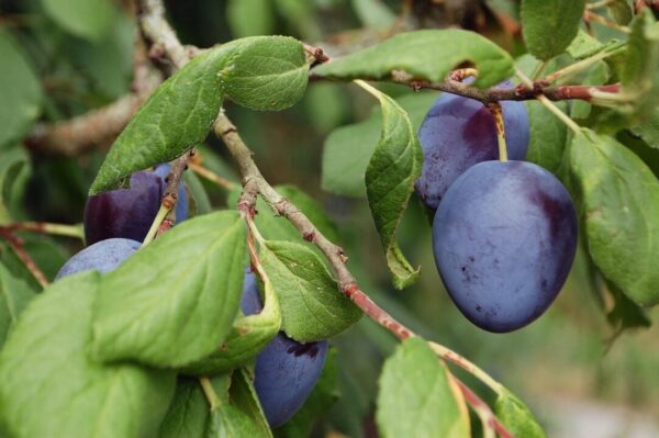 ovocny strom brumarotta plums 3633033 1280