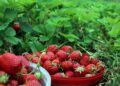 carlstridsberg strawberries 1467902 1280