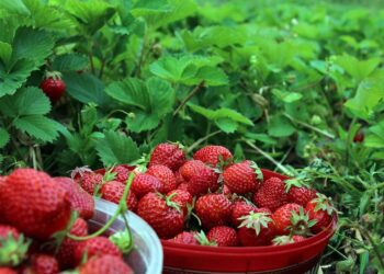 carlstridsberg strawberries 1467902 1280