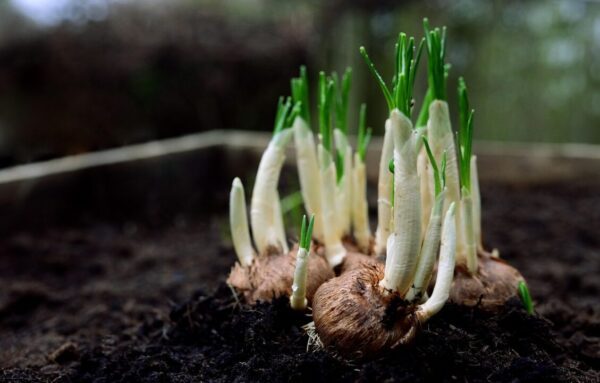 congerdesign onions 8556903 1280
