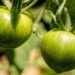experimentmr tomatoes 7467255 1280