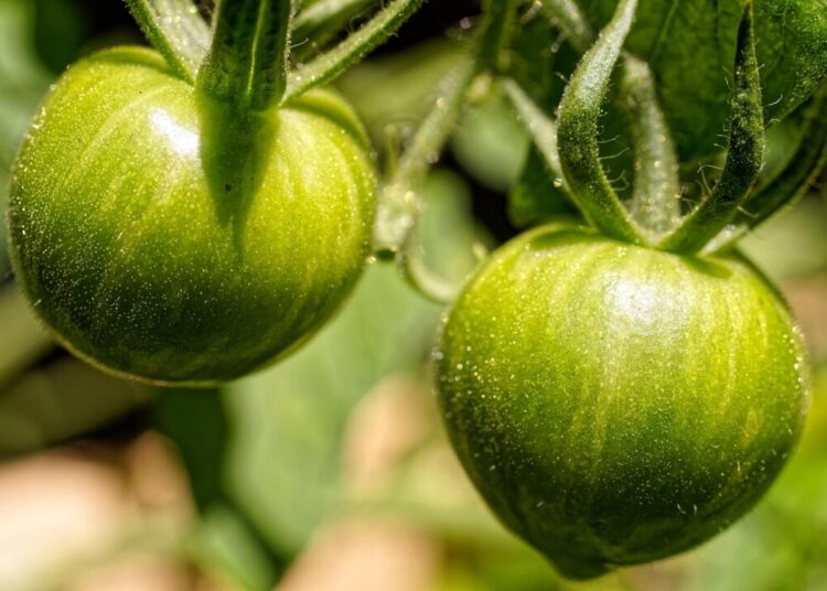 experimentmr tomatoes 7467255 1280