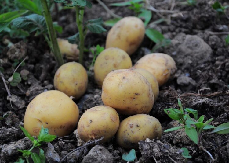 fotorain potatoes 3429379 1280