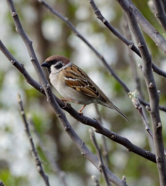 strom gianfranco58 house sparrow 6613359 1280