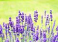 hans lavender 2117431 1280