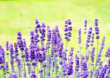 hans lavender 2117431 1280