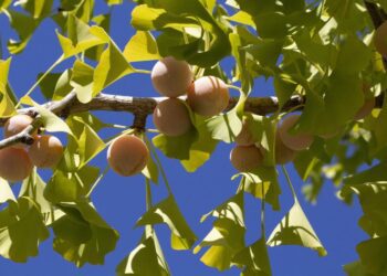 heungsoon ginkgo 3701501 1280