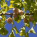 heungsoon ginkgo 3701501 1280