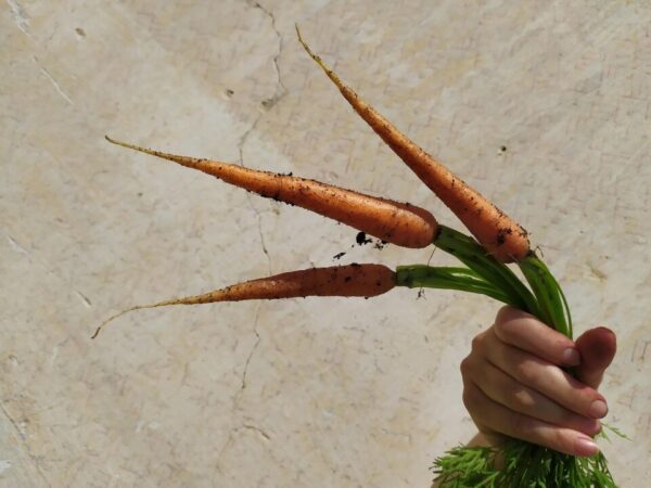 igorkocka carrots 5956003 1280