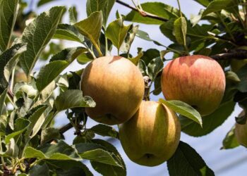 minka2507 apples 3590711 1280