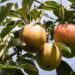 minka2507 apples 3590711 1280