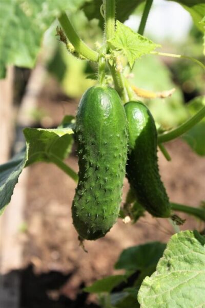 olya 02 cucumbers 2623731 1280