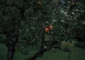 pezibear apple tree 7363143 1280