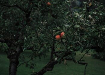 pezibear apple tree 7363143 1280