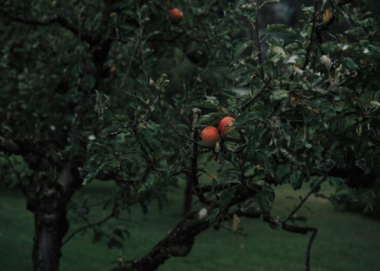 pezibear apple tree 7363143 1280