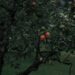 pezibear apple tree 7363143 1280
