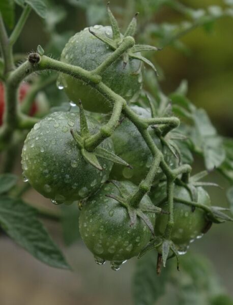 zelene rajce radfotosonn tomatoes 7426160 1280