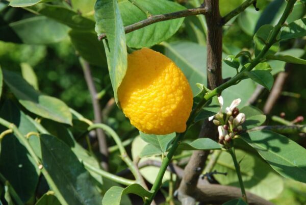 thaymann lemon 2905909 1280 (1) thaymann lemon 2905909 1280 (1)