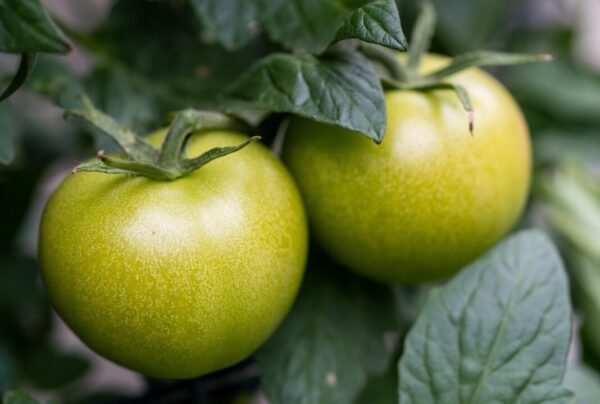 rajce wagneranne tomatoes 5377571 1280