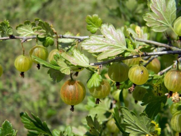 an akuptsova gooseberry 914698 1280