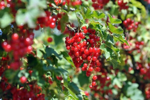 rybiz artellliii72 red currant 7331729 1280