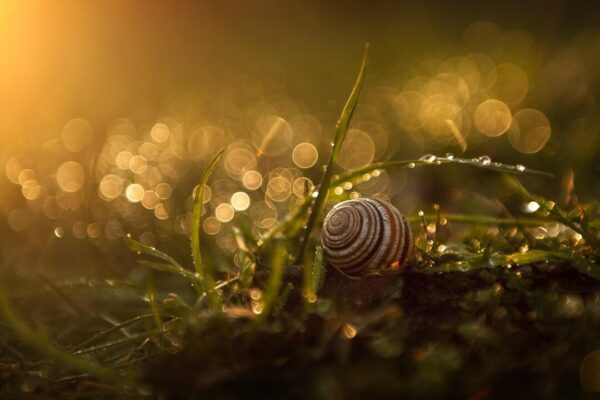 trava basilsmith snail 4373800 1280