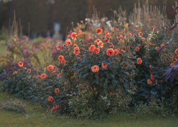 chiemseherin dahlias 8348462 1280
