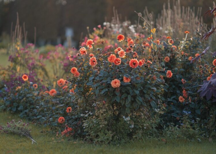 chiemseherin dahlias 8348462 1280